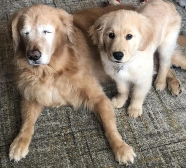 Cachorro cego ganha co-guia e relao  puro amor: fotos para derreter coraes
